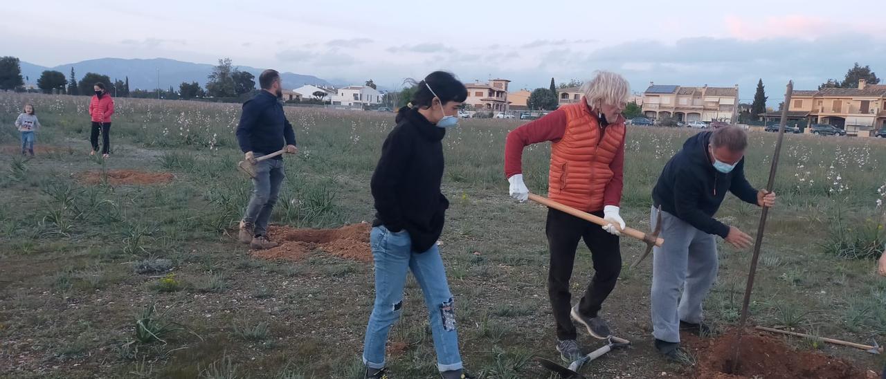 Vecinos de la zona siembran árboles en el solar ubicado junto a Son Bonet.