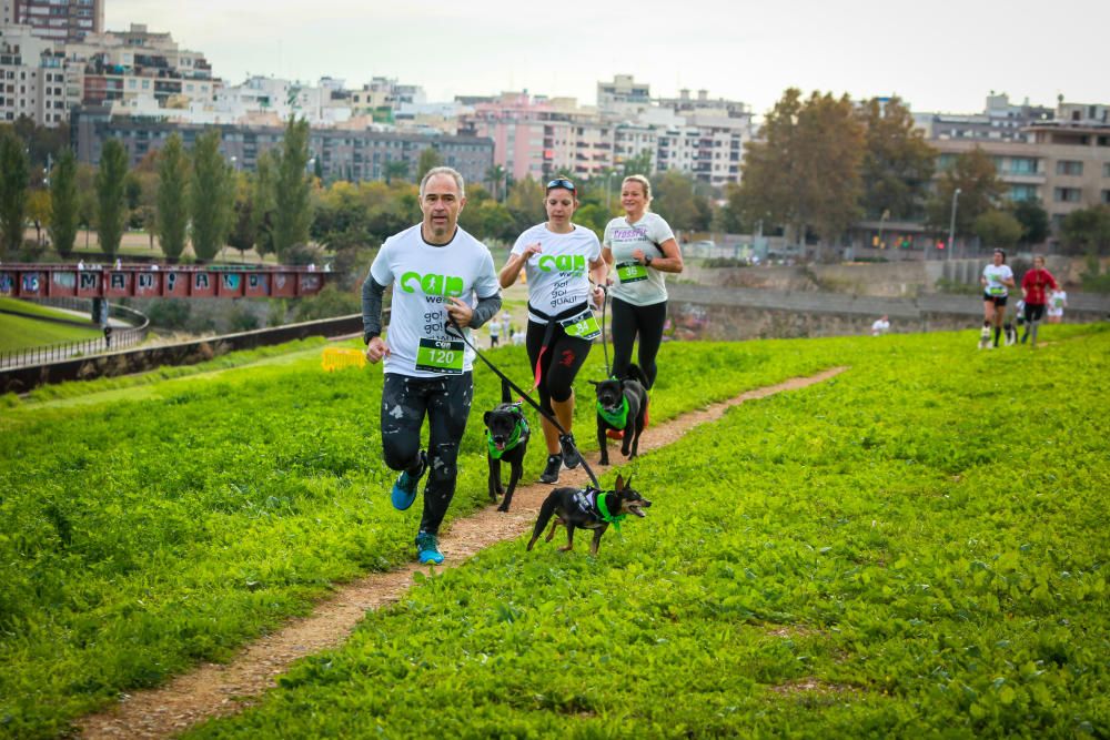 Can We Run Mallorca: So war das Hunderennen