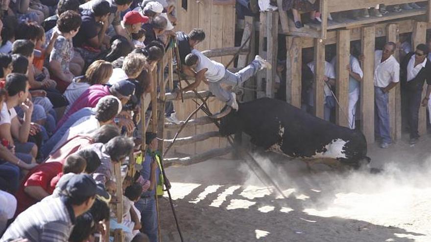 Un toro de los que entraron en la plaza embiste contra la barrera de entrada, obligando a un aficionado a realizar una pirueta para esquivarlo