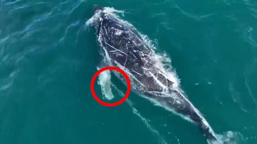Australia busca a una ballena jorobada que lleva días enredada con una cuerda y una boya
