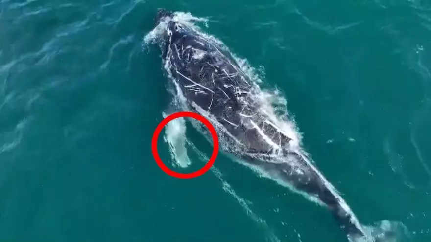 Australia busca a una ballena jorobada que lleva días enredada con una cuerda y una boya