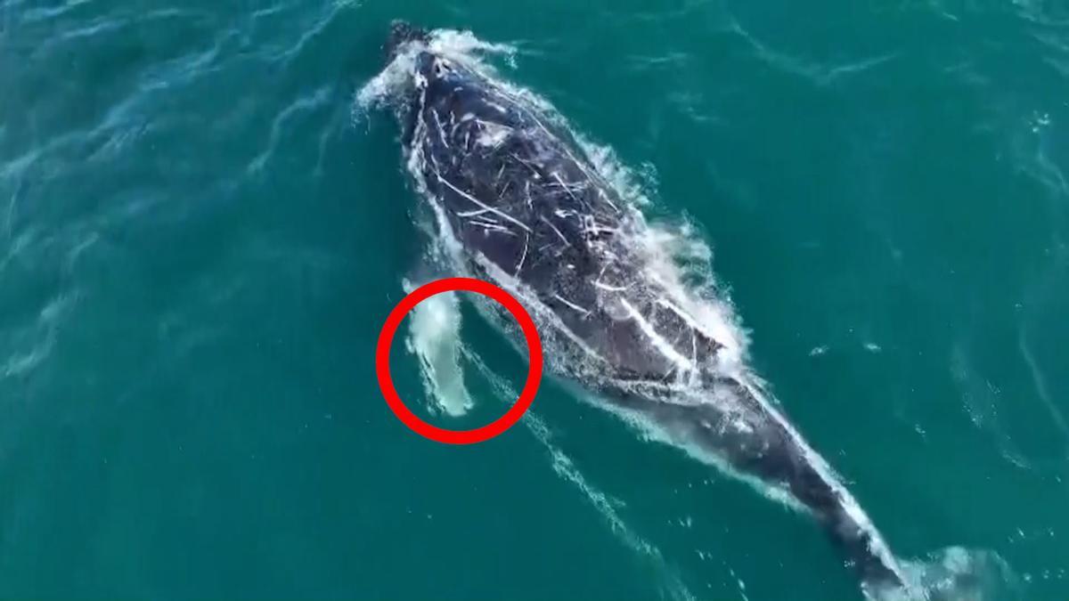 Australia busca a una ballena jorobada que lleva días enredada con una cuerda y una boya