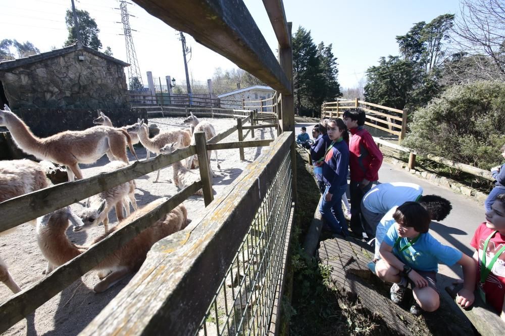 Visita escolar a Vigozoo