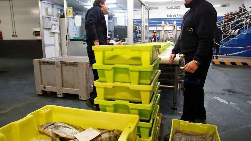 Subasta de pescado en la rula de Avilés.