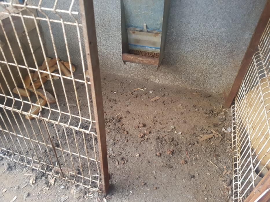 Rescatan a doce perros adultos y diez cachorros en el Pla de la Vallonga