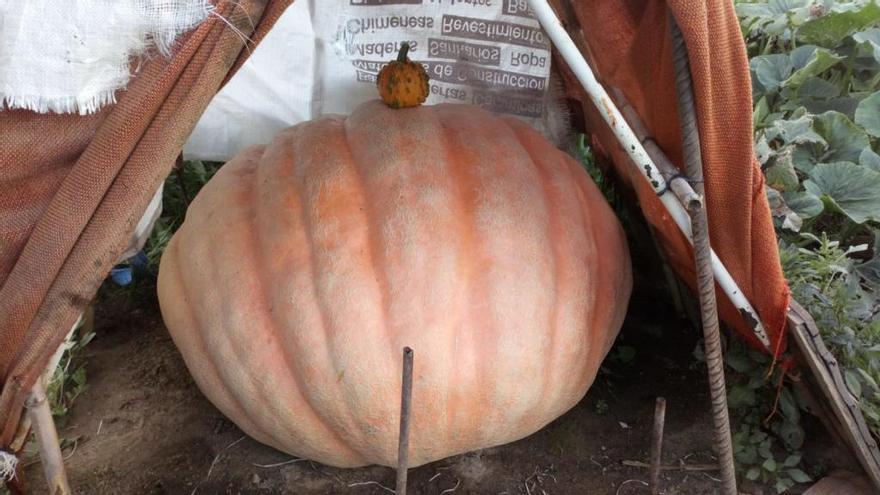 Comparativa de una calabaza normal con la gigante de Manuel Ramos.