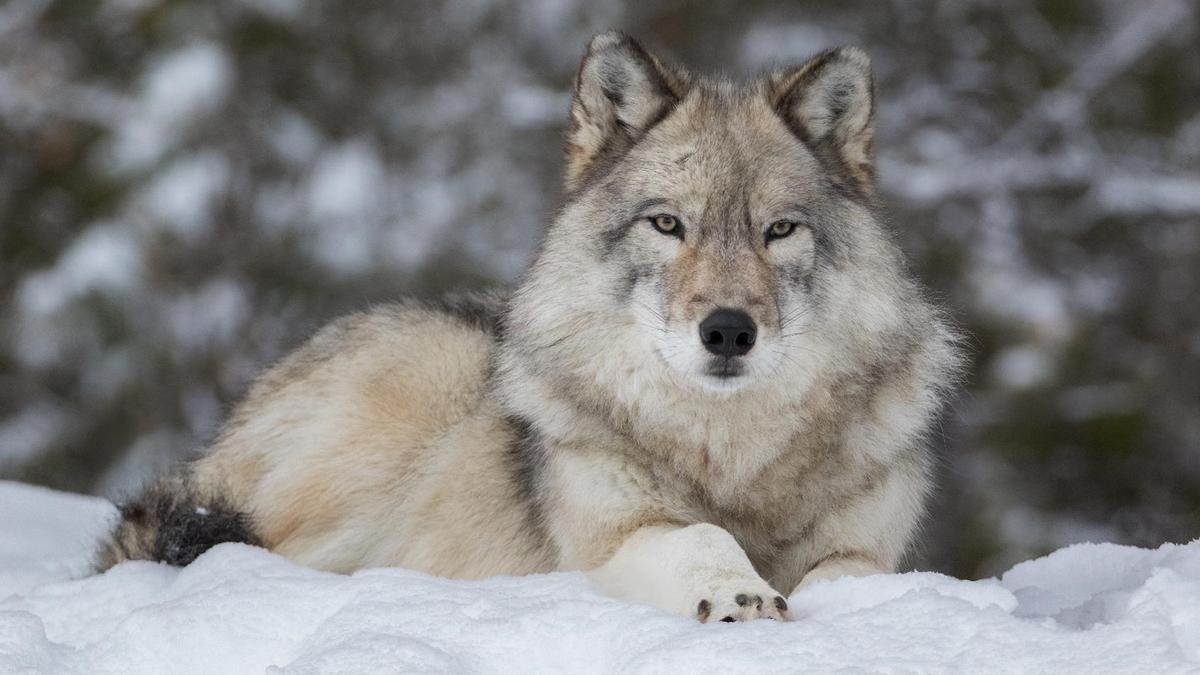 El lobo vuelve a estar protegido en la mayor parte de los Estados Unidos -  Información