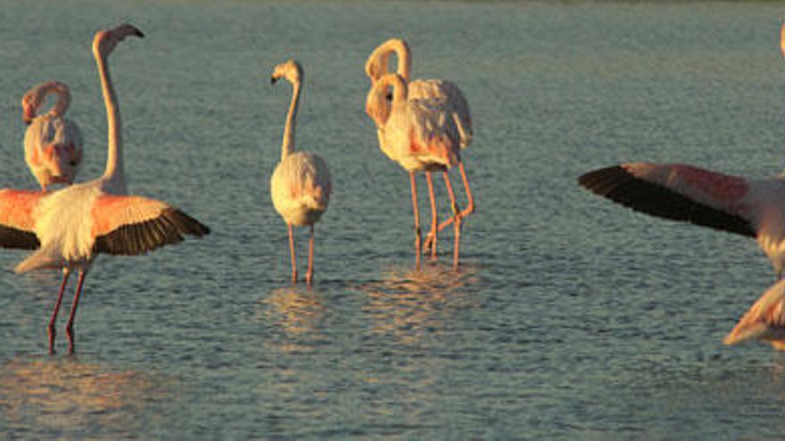 Flamencos con su particular color rosado