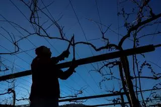 Temporada alta de poda en los viñedos