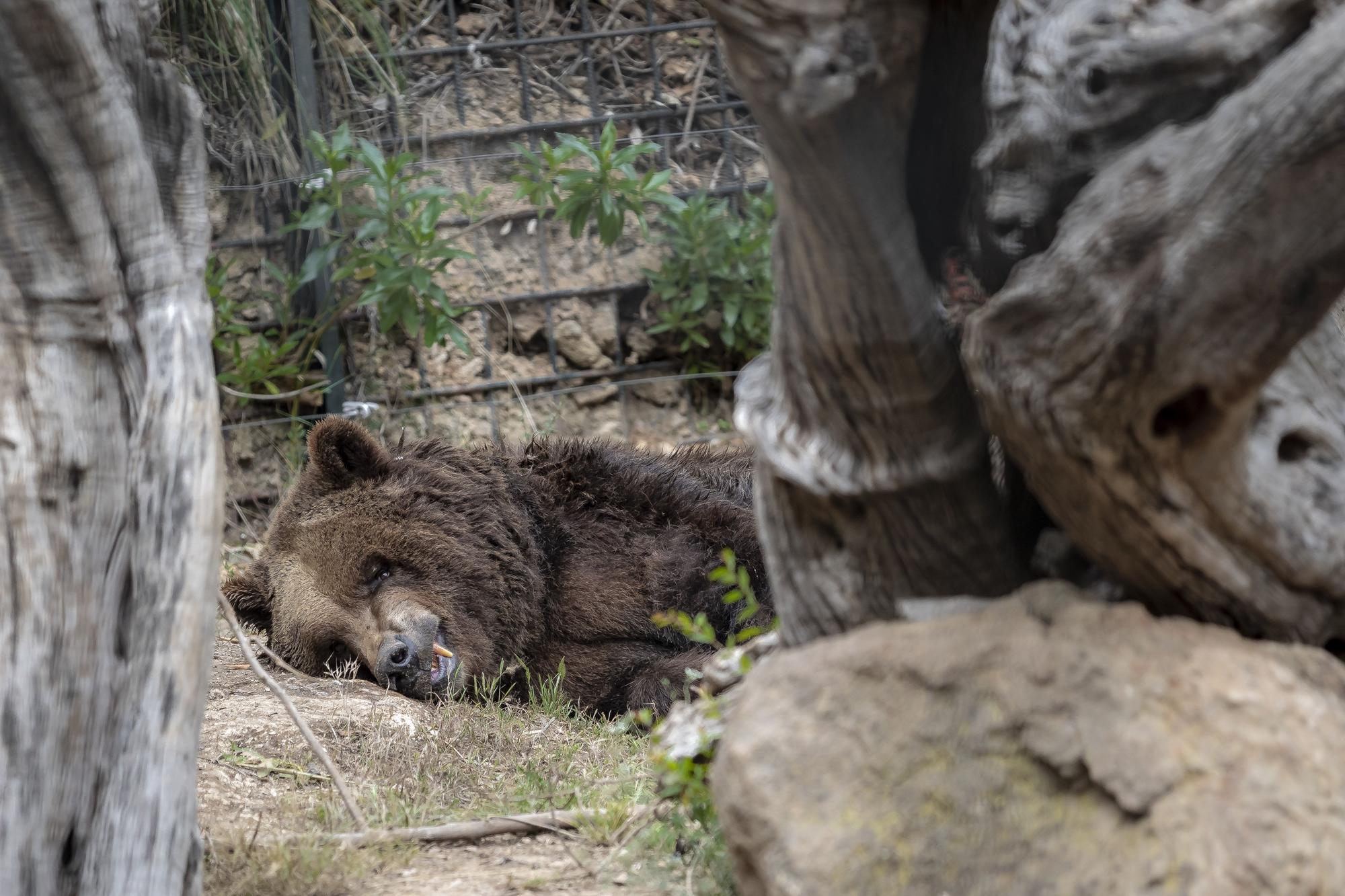 Los osos de Mallorca se reencuentran con su mamá humana