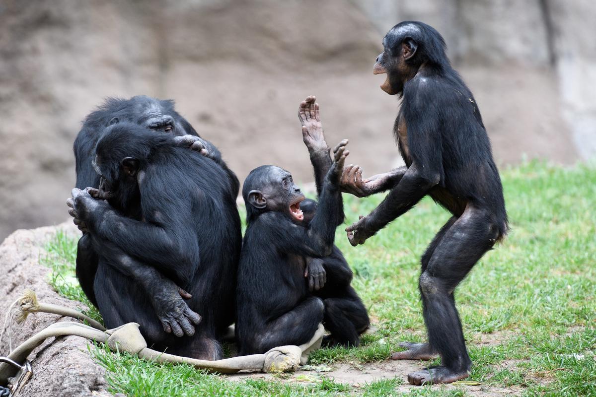 Los bonobos de organizan en comunidades matriarcales.