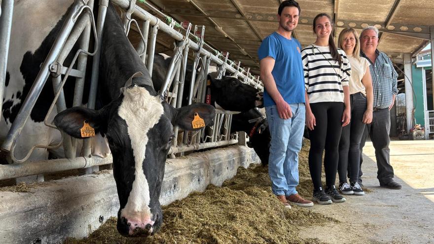 Así se crían las vacas campeonas en Salas: &quot;Es un trabajo constante de todo el año&quot;