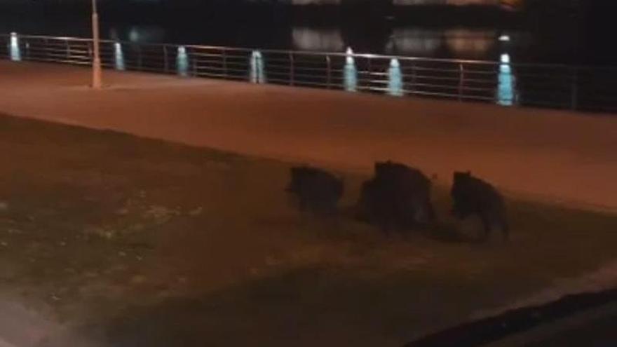 Los jabalíes, de salida nocturna por el paseo de la Ría de Avilés