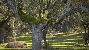 Un cerdo en la dehesa salmantina de Guijuelo.