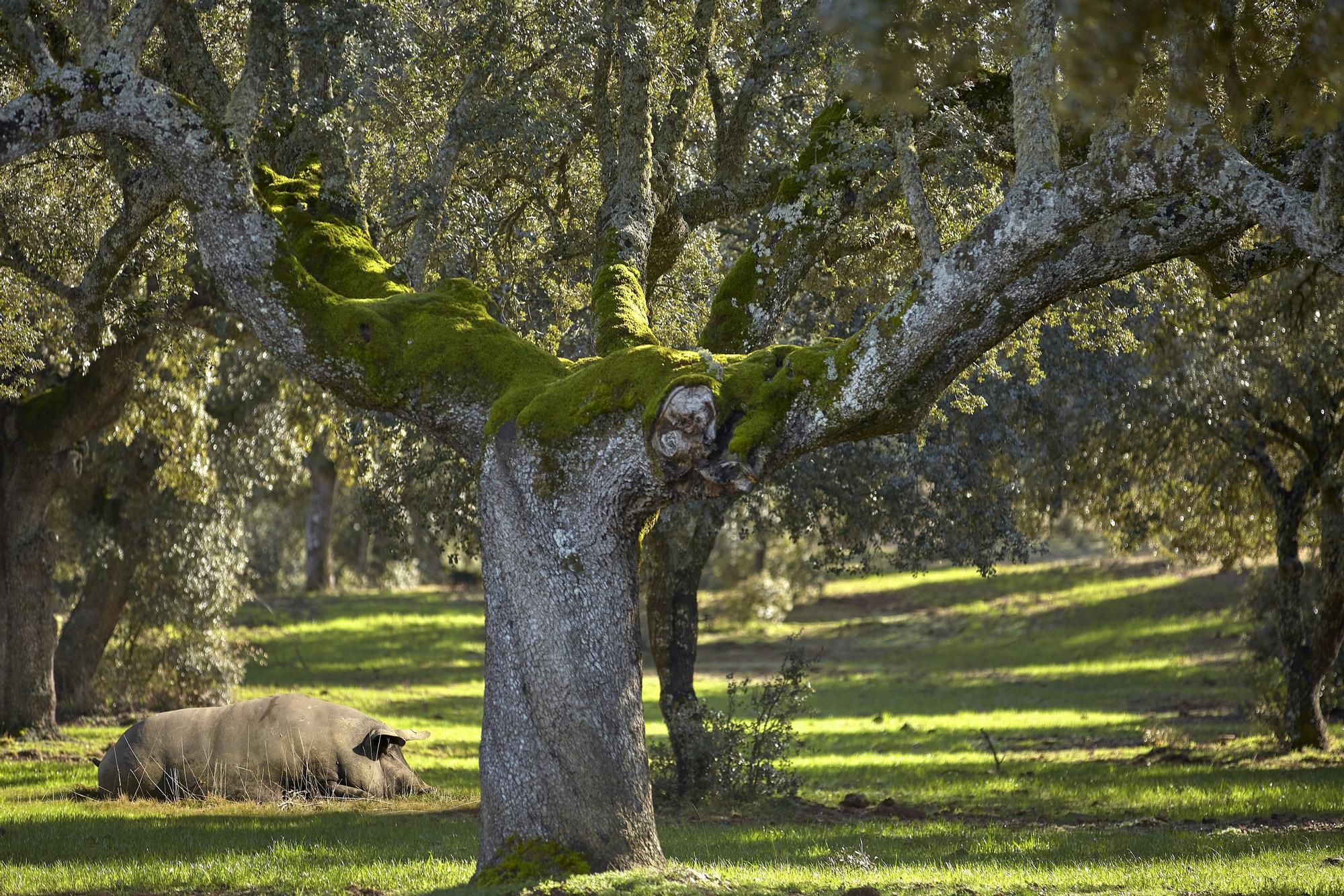 Un cerdo en la dehesa salmantina de Guijuelo.