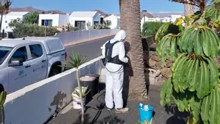 Llega una nueva jornada técnica del proyecto Palmeras Lanzarote para erradicar la Diocalandra frumenti