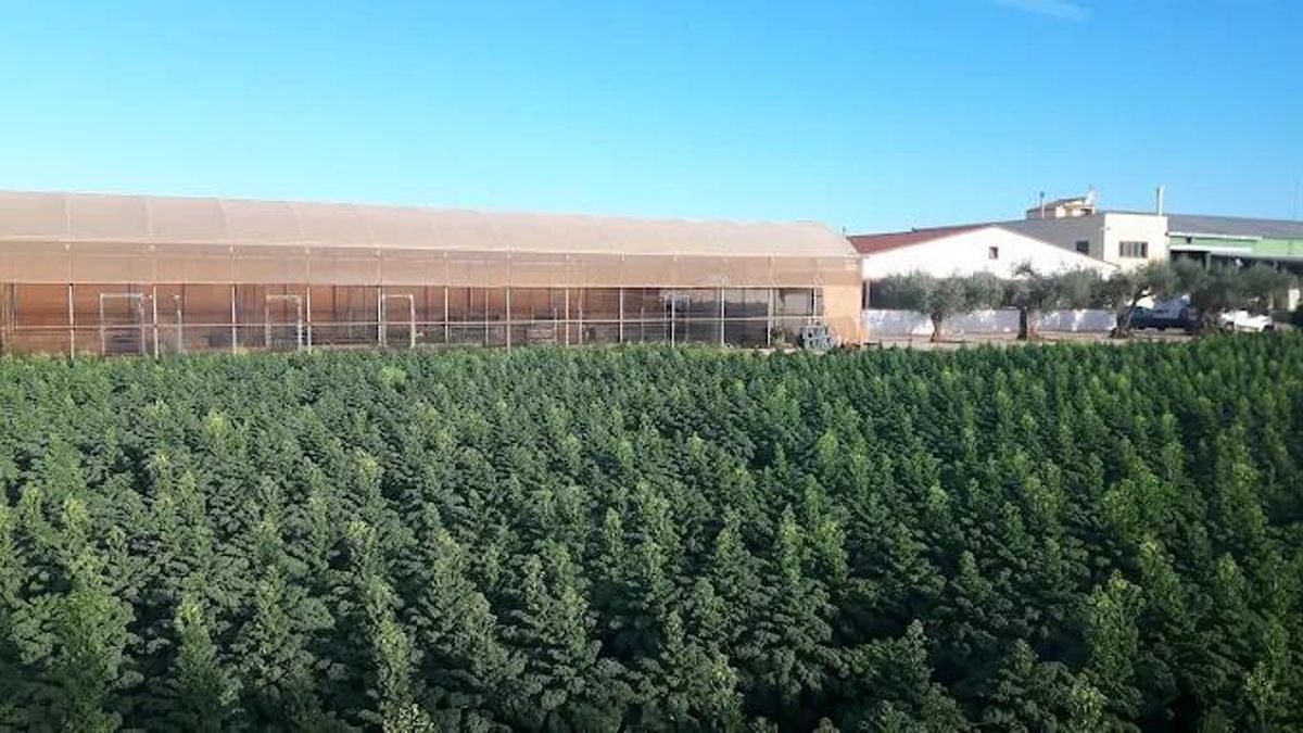 Una de las fincas de Vicente Ávila incluida en el lote de la subasta.
