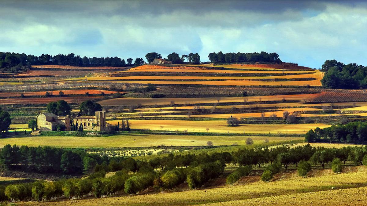 Las parcelas de viñedo que rodean la bodega.