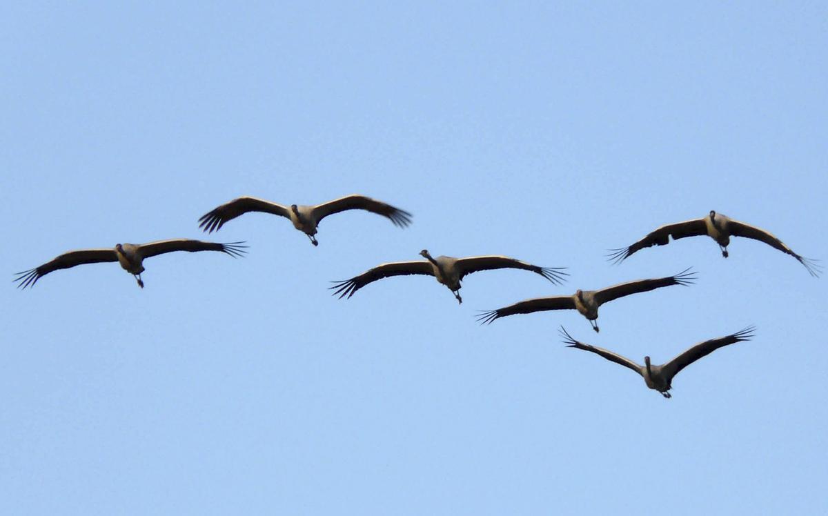 Grupo de grullas en vuelo