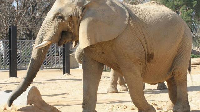 L’elefanta Susi, en una imatge al zoo de Barcelona. Va arribar a la ciutat des d’un parc temàtic d’Alacant. | EL PERIÓDICO