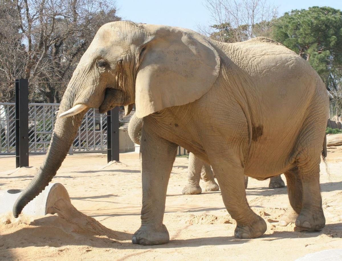 Adeu a la penúltima elefanta del zoo