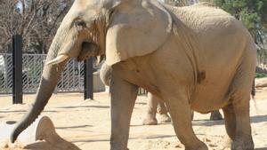 Adeu a la penúltima elefanta del zoo