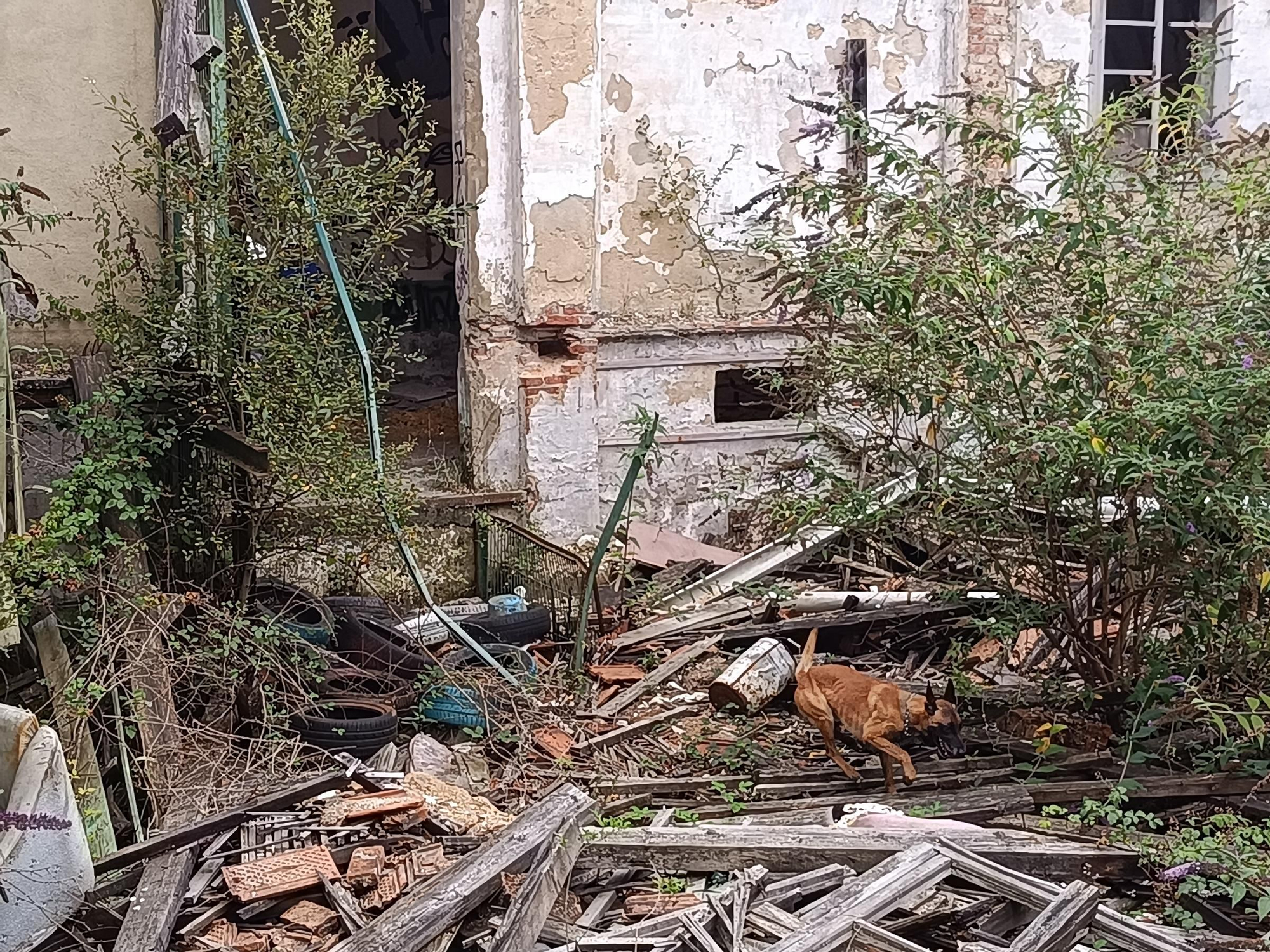 Así entrena la Unidad Canina de Rescate del Principado de Asturias, con sede en La Morgal