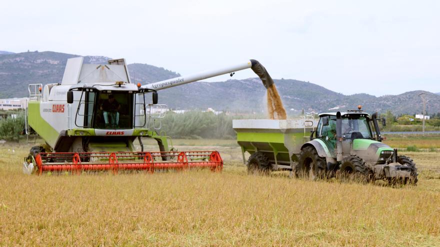 L&#039;excés de calor i d&#039;humitat de l&#039;estiu rebaixa el rendiment de l&#039;arròs i la producció pot caure un 10%