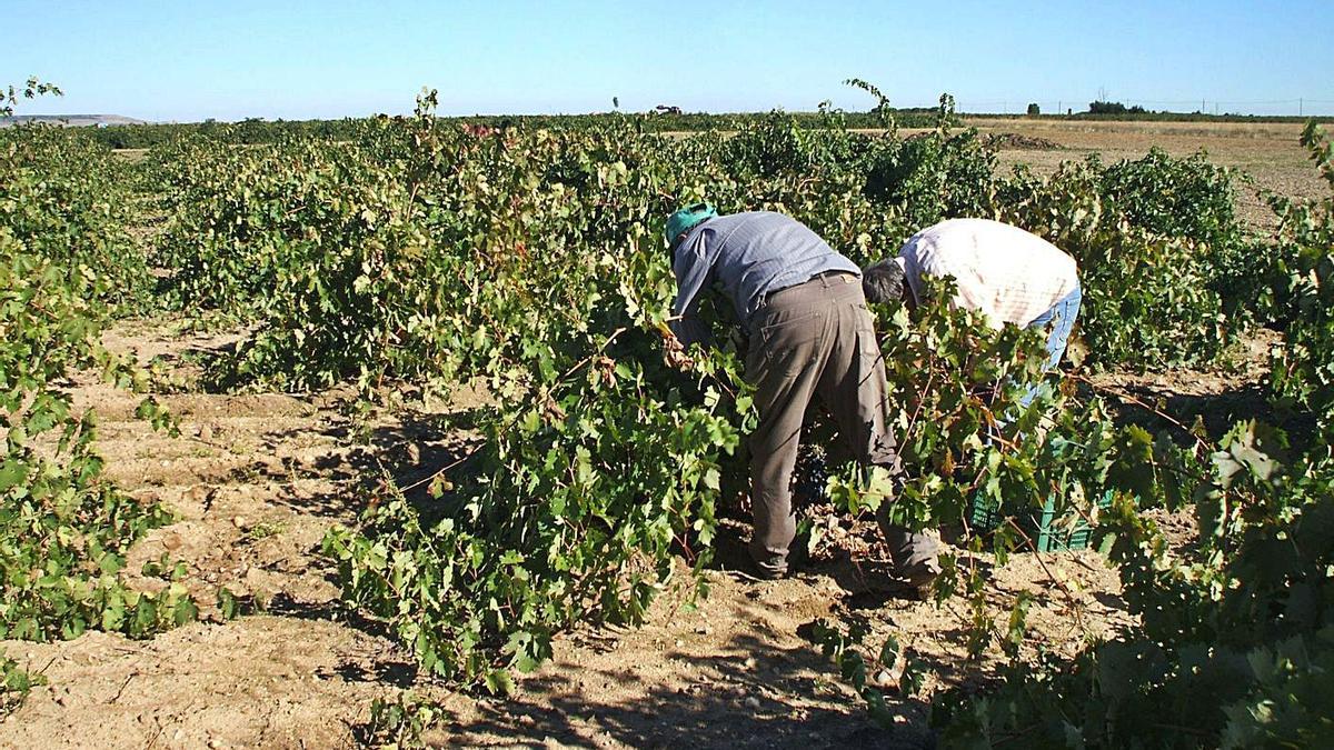 Dos viticultores recolectan uvas en una parcela de viñedo durante una campaña de vendimia anterior | M. J. C.