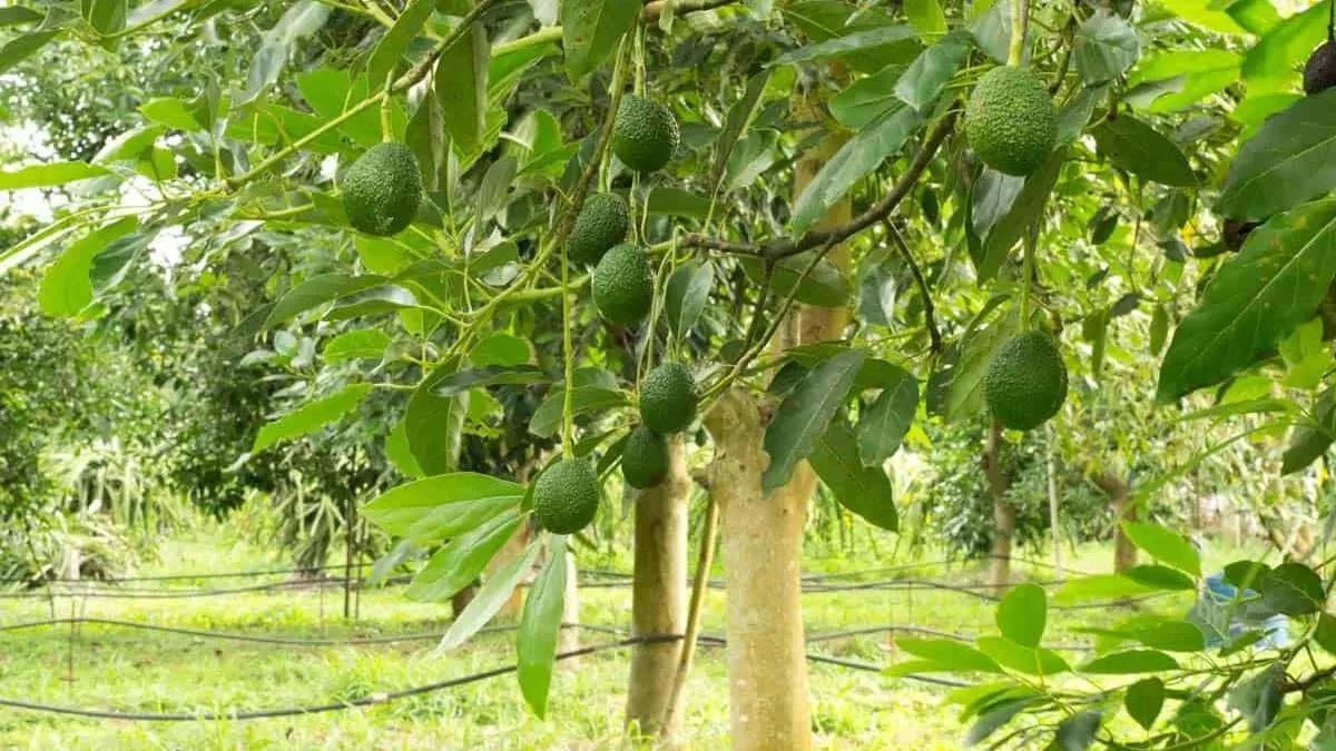 Una plantación de aguacates.