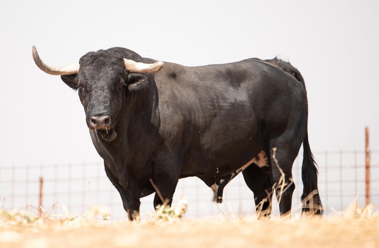 Las fotos de los 12 toros que exhibirá Almenara en sus fiestas patronales