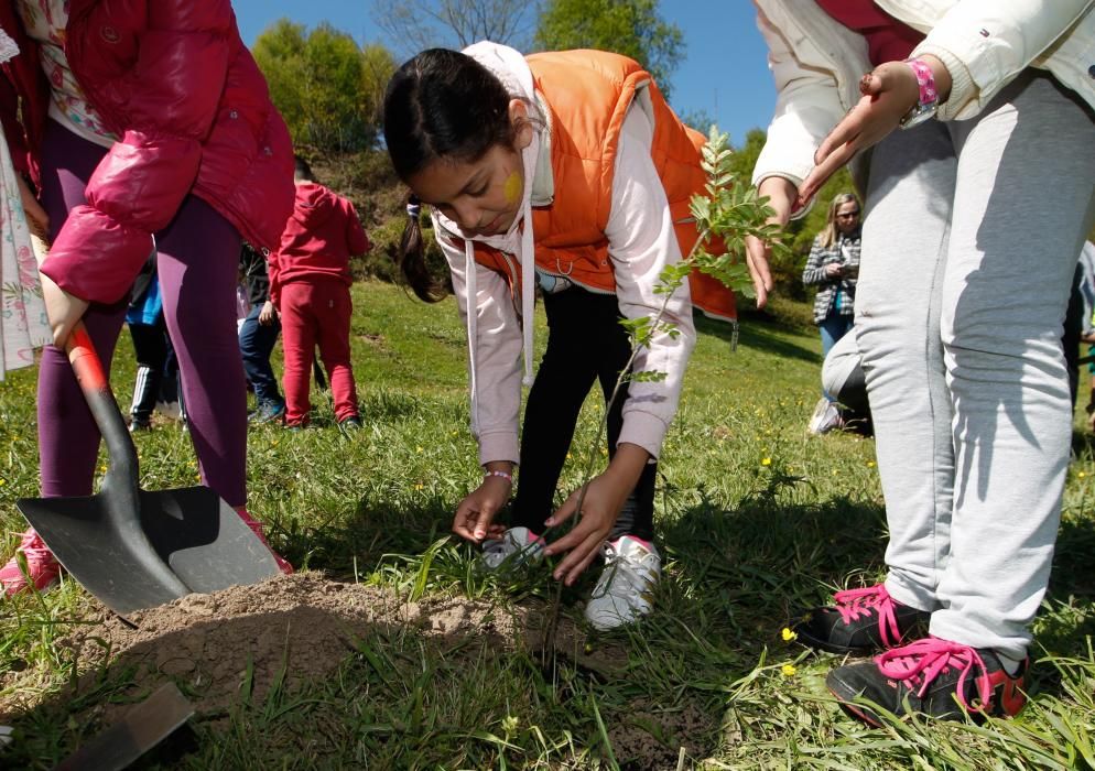 Plantación de árboles por escolares en el Naranco