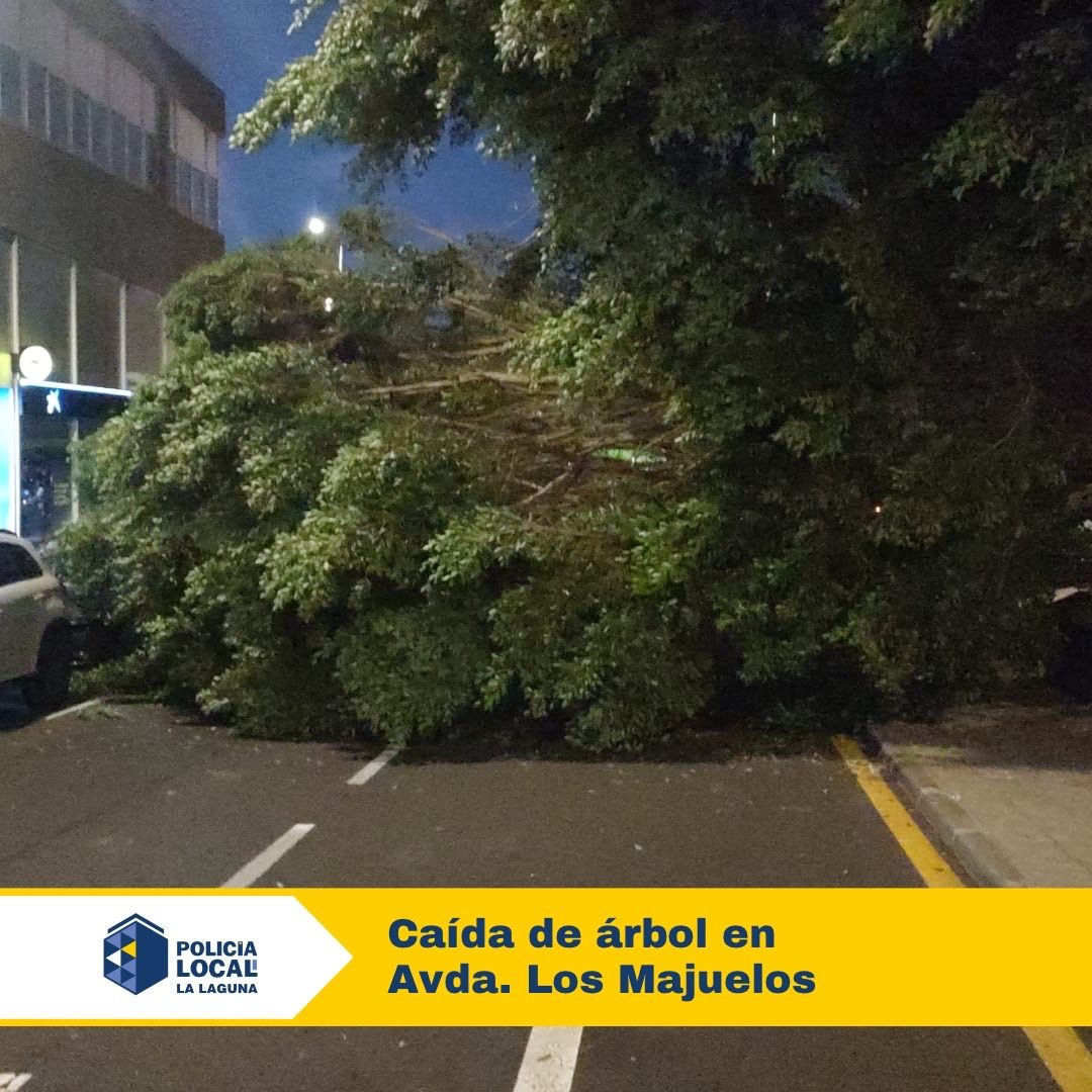 Caída de un árbol en La Laguna