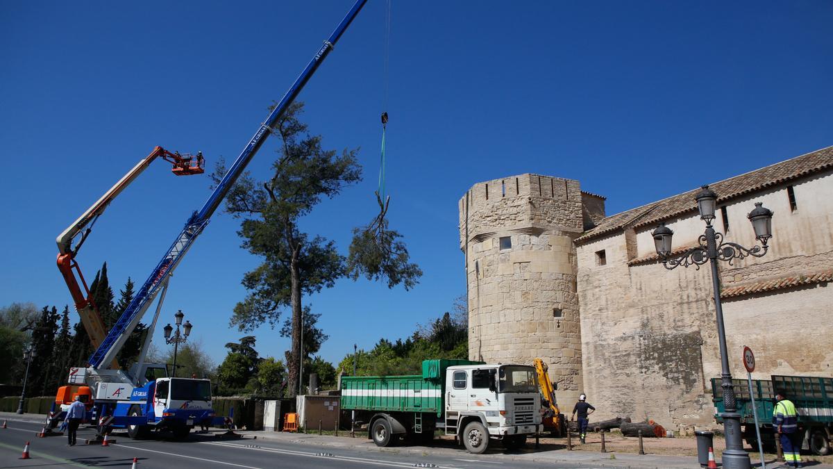 Imagen del árbol que ha sido talado en el Alcázar.