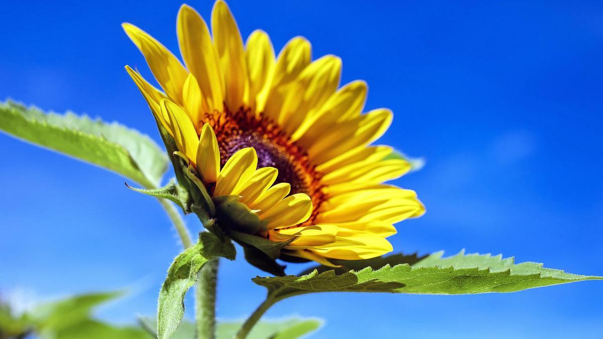 Los girasoles pueden cultivarse en una maceta