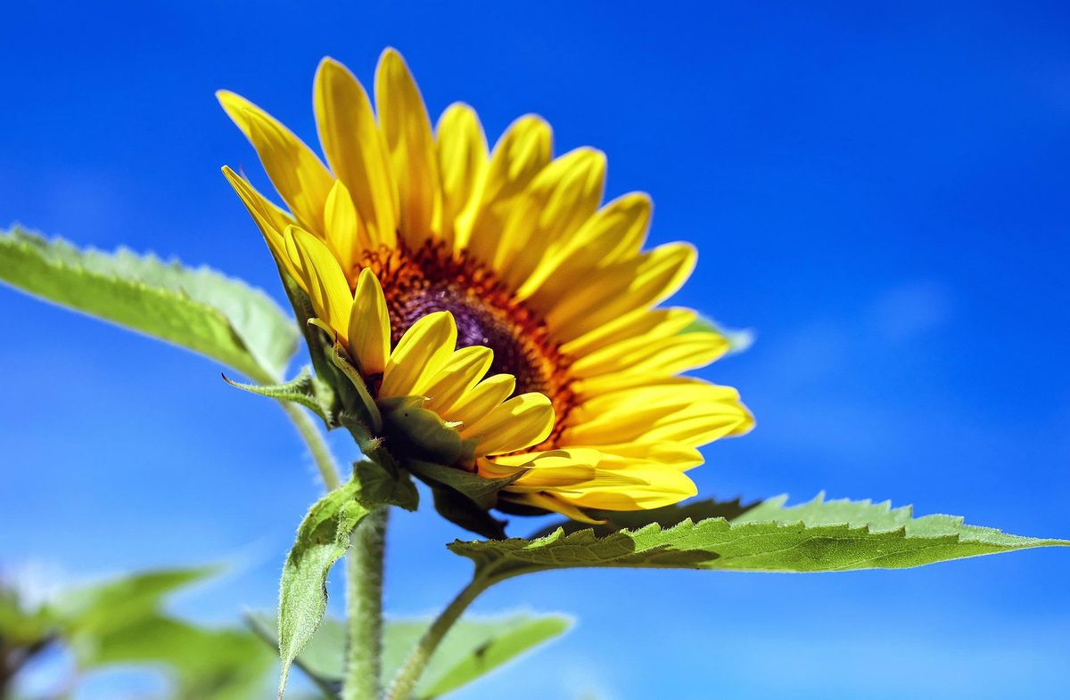 Los girasoles pueden cultivarse en una maceta