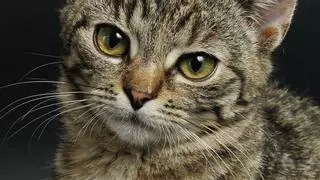 Por qué ronronean los gatos: Significados