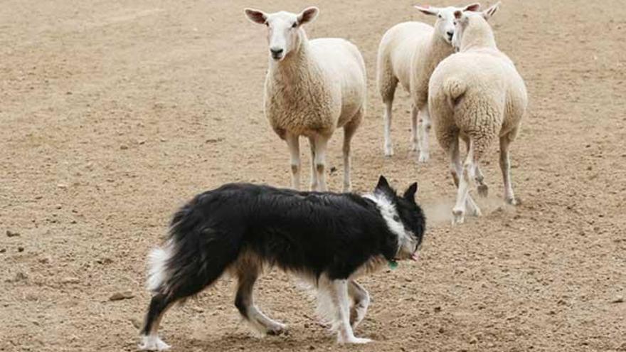 Un perro vigila a tres ovejas.