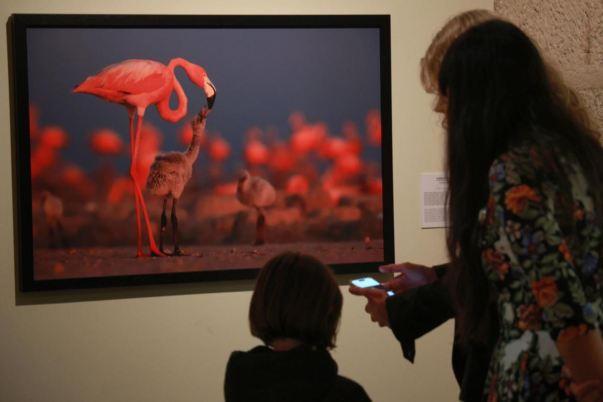 45 especies de animales exponen su maternidad  crianza