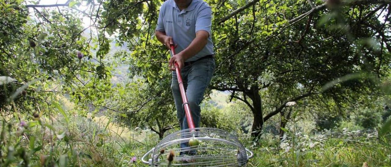 Manuel Niembro recoge manzanas con el &quot;recolector relámpago&quot; en una finca de Asiegu.