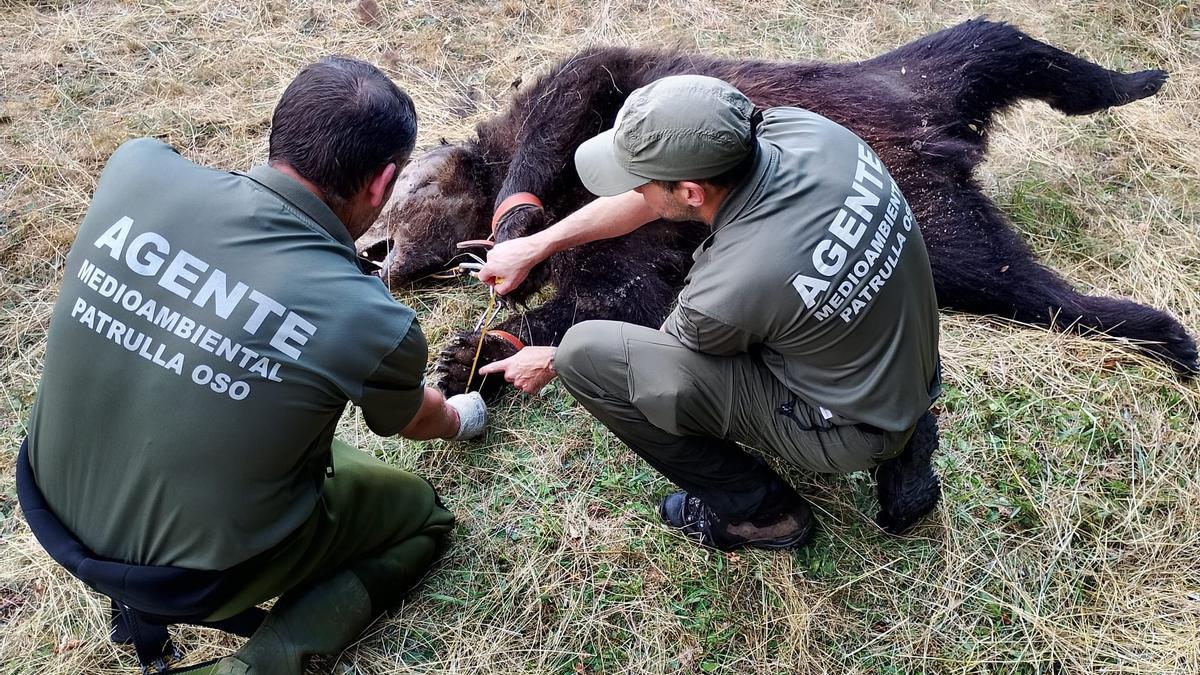 El oso hallado muerto en Degaña.
