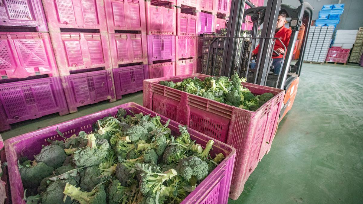 Un operario cargando brócoli en las instalaciones de La Redonda de los Huertos, en Orihuela.