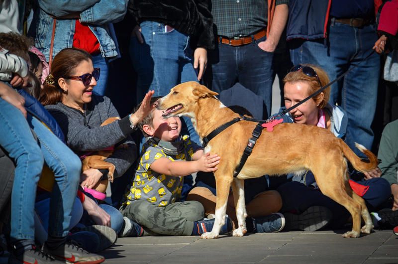 Fundación Bioparc y AUPA celebran el 15º Desfiles de perros abandonados