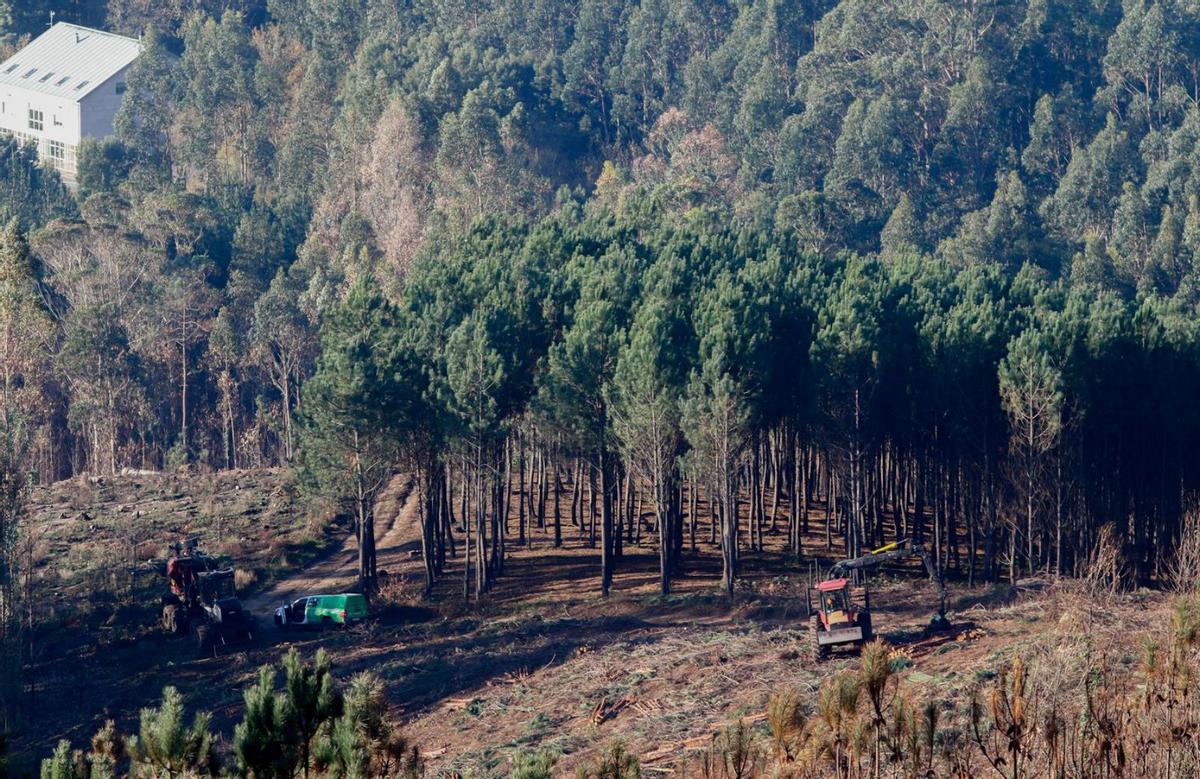 Un operario apilando la madera cortada procedente de los montes comunales de Cea. |   // IÑAKI ABELLA