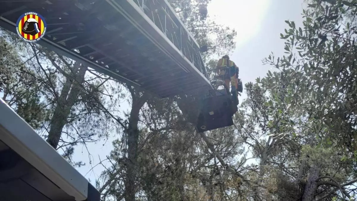 Los bomberos podan un árbol con riesgo de caída en Rafelguaraf