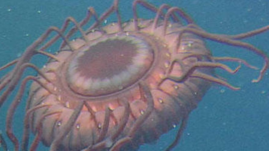 Una medusa (Atolla Wyvillei) a unos 805 metros de profundidad al este de la isla Izu-Oshina (Japón).