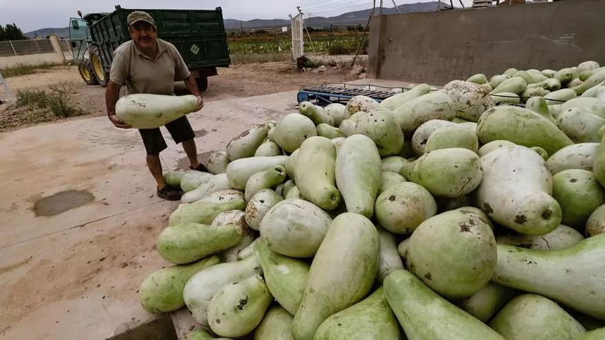 Calabazas que pierden peso