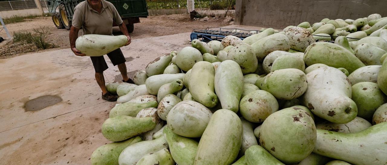 Juan Ramón Gisbert sostiene una calabaza blanca en el almacén que regenta en Castalla | Juani Ruz