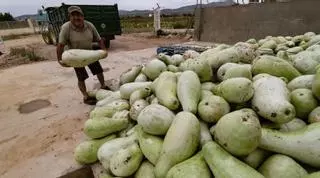 Calabazas que pierden peso