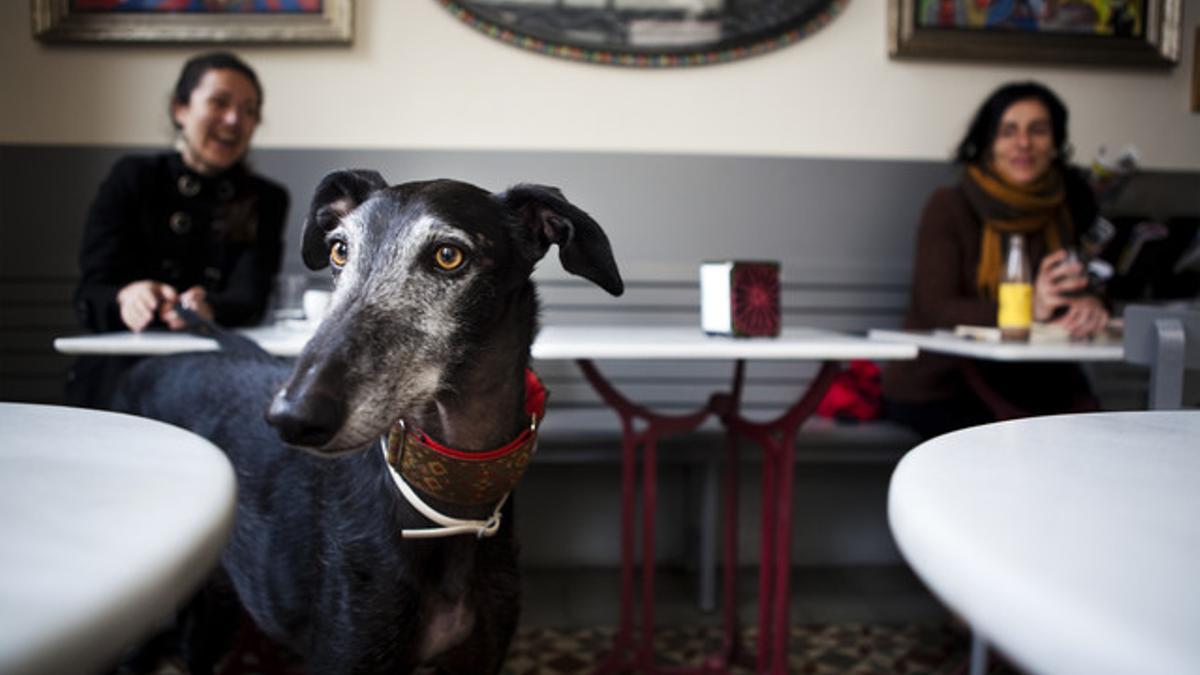 Un perro en un bar de Barcelona.